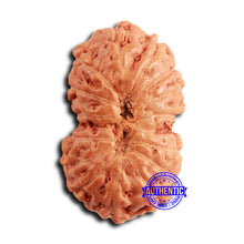 Load image into Gallery viewer, 16 Mukhi Rudraksha from Indonesia - Bead No 299