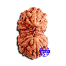 Load image into Gallery viewer, 16 Mukhi Rudraksha from Indonesia - Bead No 299