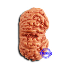 Load image into Gallery viewer, 16 Mukhi Rudraksha from Indonesia - Bead No 299