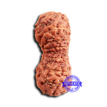 Load image into Gallery viewer, 16 Mukhi Rudraksha from Indonesia - Bead No. 300
