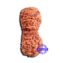 Load image into Gallery viewer, 16 Mukhi Rudraksha from Indonesia - Bead No. 300