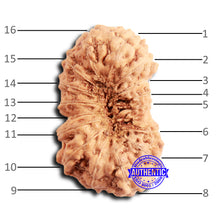Load image into Gallery viewer, 16 Mukhi Rudraksha from Indonesia - Bead No 302