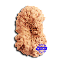 Load image into Gallery viewer, 16 Mukhi Rudraksha from Indonesia - Bead No 302