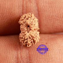 Load image into Gallery viewer, 16 Mukhi Rudraksha from Indonesia - Bead No 302