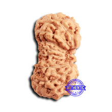 Load image into Gallery viewer, 16 Mukhi Rudraksha from Indonesia - Bead No 302