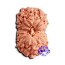 Load image into Gallery viewer, 16 Mukhi Rudraksha from Indonesia - Bead No 303
