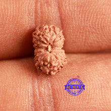 Load image into Gallery viewer, 16 Mukhi Rudraksha from Indonesia - Bead No 303