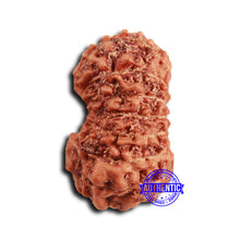 Load image into Gallery viewer, 16 Mukhi Rudraksha from Indonesia - Bead No 306

