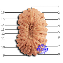 Load image into Gallery viewer, 16 Mukhi Rudraksha from Indonesia - Bead No 307