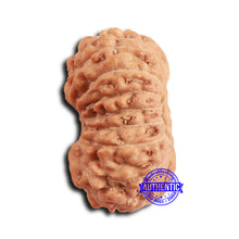 Load image into Gallery viewer, 16 Mukhi Rudraksha from Indonesia - Bead No 307
