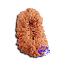 Load image into Gallery viewer, 16 Mukhi Rudraksha from Indonesia - Bead No 308