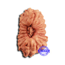 Load image into Gallery viewer, 16 Mukhi Rudraksha from Indonesia - Bead No 308