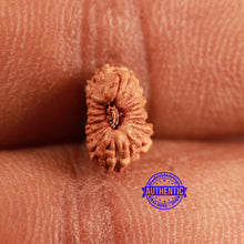 Load image into Gallery viewer, 16 Mukhi Rudraksha from Indonesia - Bead No 308