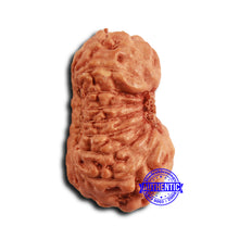 Load image into Gallery viewer, 16 Mukhi Rudraksha from Indonesia - Bead No 308