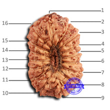 Load image into Gallery viewer, 16 Mukhi Rudraksha from Indonesia - Bead No 309