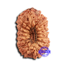 Load image into Gallery viewer, 16 Mukhi Rudraksha from Indonesia - Bead No 309