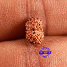 Load image into Gallery viewer, 16 Mukhi Rudraksha from Indonesia - Bead No 309