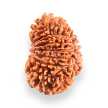 Load image into Gallery viewer, 16 Mukhi Rudraksha from Nepal - Bead No. 122