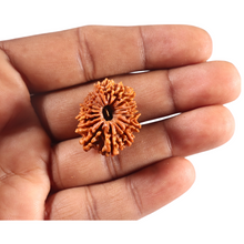 Load image into Gallery viewer, 16 Mukhi Rudraksha from Nepal - Bead No. 123