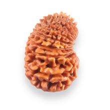 Load image into Gallery viewer, 16 Mukhi Rudraksha from Nepal - Bead No. 123