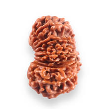 Load image into Gallery viewer, 16 Mukhi Rudraksha from Nepal - Bead No. 124
