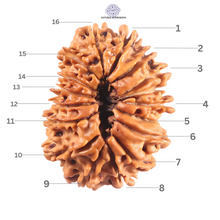 Load image into Gallery viewer, 16 Mukhi Rudraksha from Nepal - Bead No. 125