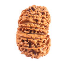 Load image into Gallery viewer, 16 Mukhi Rudraksha from Nepal - Bead No. 125