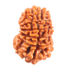 Load image into Gallery viewer, 16 Mukhi Rudraksha from Nepal - Bead No. 126