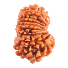 Load image into Gallery viewer, 16 Mukhi Rudraksha from Nepal - Bead No. 126
