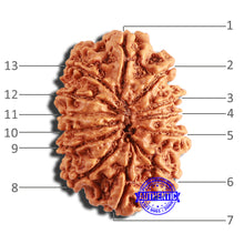 Load image into Gallery viewer, 13 Mukhi Nepalese Rudraksha - Bead No. 340