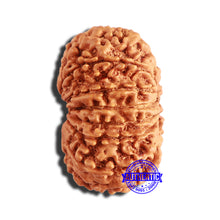 Load image into Gallery viewer, 13 Mukhi Nepalese Rudraksha - Bead No. 340