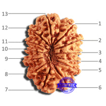 Load image into Gallery viewer, 13 Mukhi Nepalese Rudraksha - Bead No. 347