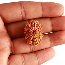 Load image into Gallery viewer, 13 Mukhi Nepalese Rudraksha - Bead No. 347