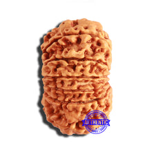 Load image into Gallery viewer, 13 Mukhi Nepalese Rudraksha - Bead No. 347