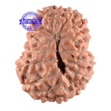 Load image into Gallery viewer, 17 Mukhi Rudraksha from Indonesia - Bead No. 227