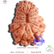 Load image into Gallery viewer, 17 Mukhi Rudraksha from Indonesia - Bead No. 176