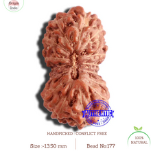 Load image into Gallery viewer, 17 Mukhi Rudraksha from Indonesia - Bead No. 177