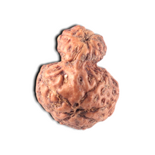 Load image into Gallery viewer, Indonesian Garbh Gauri Rudraksha - Bead No. 17