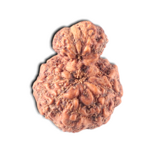 Load image into Gallery viewer, Indonesian Garbh Gauri Rudraksha - Bead No. 17