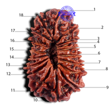 Load image into Gallery viewer, 18 Mukhi Rudraksha from Nepal - Bead No. 62