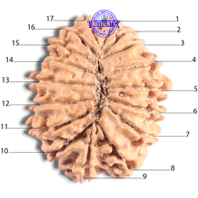 Load image into Gallery viewer, 17 Mukhi Nepalese Rudraksha - Bead No. 72