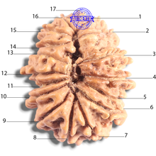 Load image into Gallery viewer, 17 Mukhi Nepalese Rudraksha - Bead No. 74