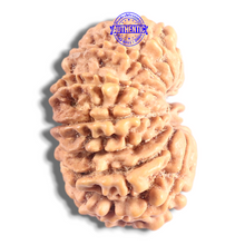 Load image into Gallery viewer, 17 Mukhi Nepalese Rudraksha - Bead No. 74