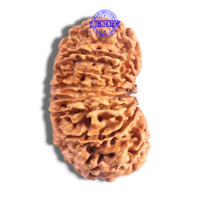 Load image into Gallery viewer, 17 Mukhi Nepalese Rudraksha - Bead No. 75