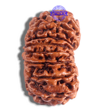Load image into Gallery viewer, 17 Mukhi Nepalese Rudraksha - Bead No. 76