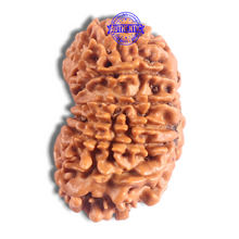 Load image into Gallery viewer, 17 Mukhi Nepalese Rudraksha - Bead No. 77