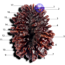 Load image into Gallery viewer, 17 Mukhi Nepalese Rudraksha - Bead No. 79