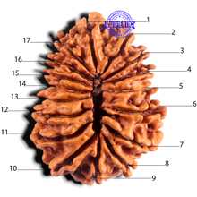 Load image into Gallery viewer, 17 Mukhi Rudraksha from Nepal - Bead No. 17