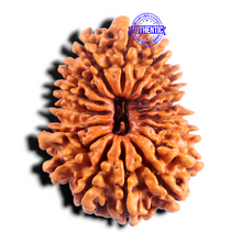 Load image into Gallery viewer, 17 Mukhi Rudraksha from Nepal - Bead No. 17