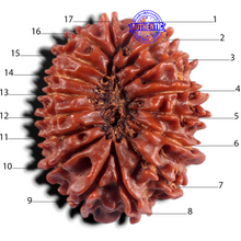 Load image into Gallery viewer, 17 Mukhi Nepalese Rudraksha - Bead No. 21